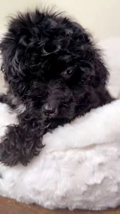 Maltipoo dogs for sale: Biscuit  - Video 2