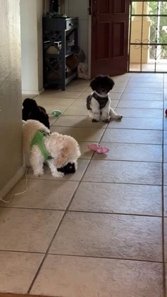Bichpoo dogs for sale: Tilly - Video 1