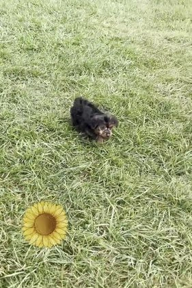 Yorkshire Terrier dogs for sale: Shadow - Video 1