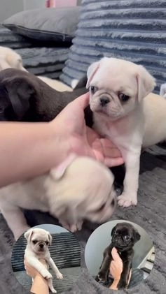 Pug dogs for sale: Pugsywugsy - Video 1