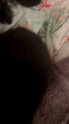 Gerberian Shepsky dogs for sale: Gerberian Shepsky Puppy 1 - Video 1