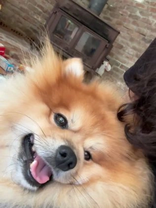 Pomeranian dogs for stud: Sir Fluffington - Video 1