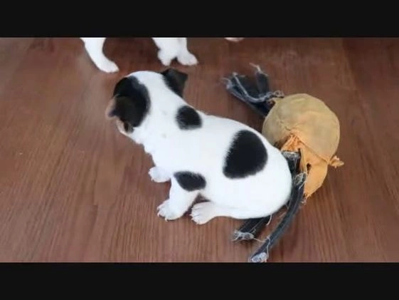 Jack Russell Terrier dogs for sale: Seth - Video 1