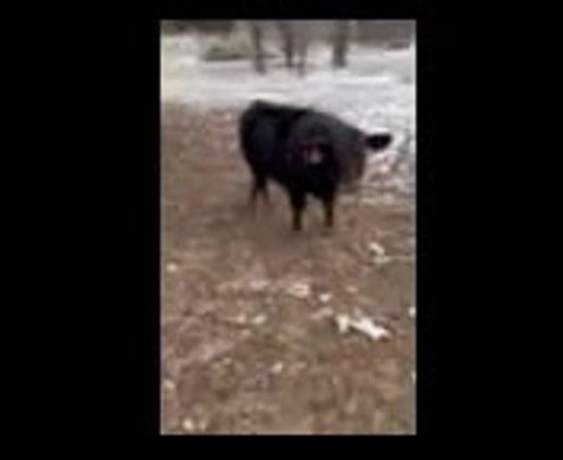 Border Collie dogs for sale: Friday - Video 2