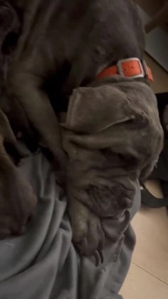 Cane Corso dogs for sale: Cane Corso Puppy 3 - Video 2