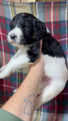Mixed Breed dogs for sale: Brody - Video 1