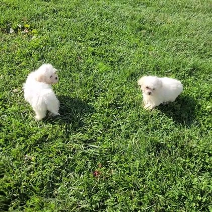 Teddy Bear dogs for sale: Clover - Video 1
