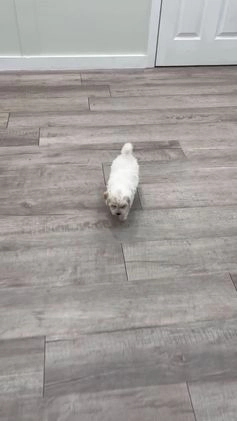 Bichpoo dogs for sale: Leo - Video 1