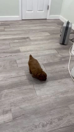 Miniature Poodle dogs for sale: Copper - Video 1