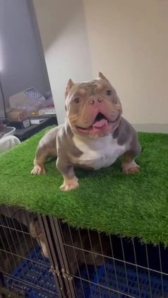 American Bully dogs for sale: American Bully Puppy 1 - Video 1