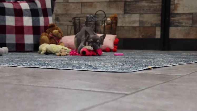 French Bulldog dogs for sale: Miranda - Video 1