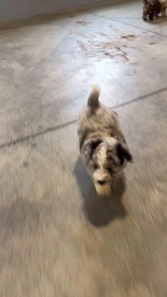 Mini Aussiedoodle dogs for sale: Ivy - Video 1