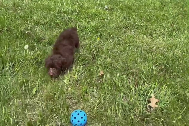 Yorkiepoo dogs for sale: choco - Video 1
