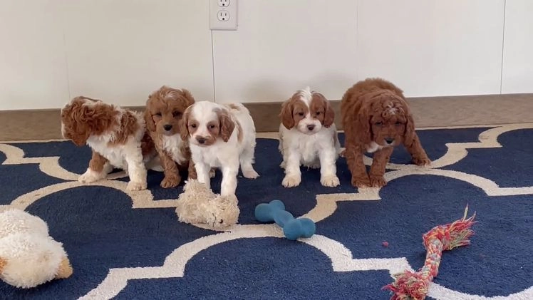Cavapoo dogs for sale: Ms. Lexi - Video 1