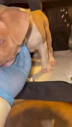 American Bully dogs for sale: Teddy - Video 1