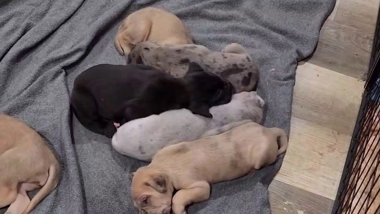 Great Dane dogs for sale: Prince Charming - Video 2