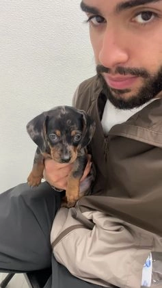 Miniature Dachshund dogs for sale: Miniature Dachshund Puppy 1 - Video 3