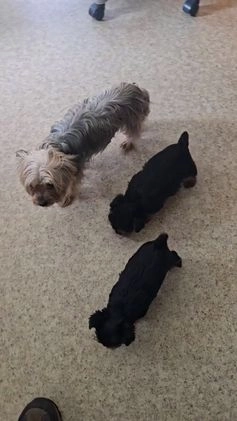 Yorkshire Terrier dogs for sale: Goliath  - Video 2