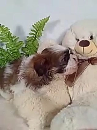 Shih Tzu dogs for sale: Chewy - Video 1