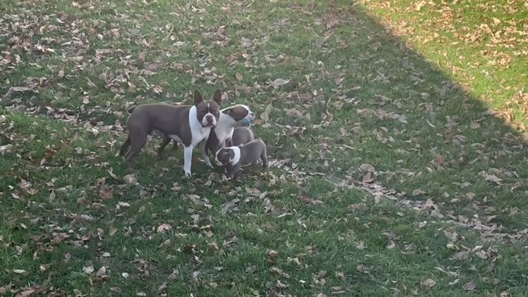 Boston Terrier dogs for sale: Boston Terrier Puppy 3 - Video 1