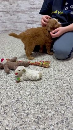 Mini Goldendoodle dogs for sale: Cole - Video 2