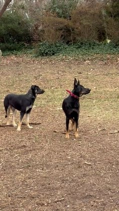 Mixed Breed dogs for sale: Puppy 1 - Video 1