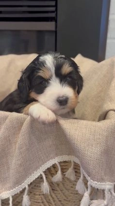 Mini Bernedoodle dogs for sale: Sadie - Video 2