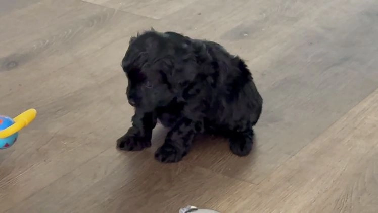 Yorkiepoo dogs for sale: Cinnamon  - Video 1