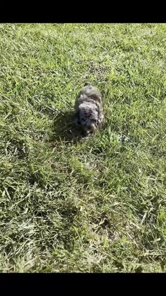 Toy Poodle dogs for sale: Bourbon - Video 1