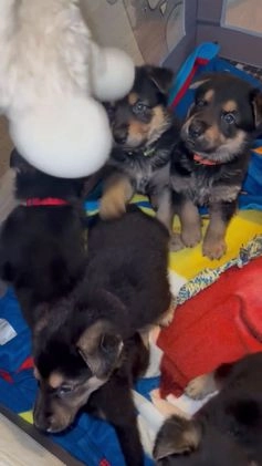 German Shepherd dogs for sale: German Shepherd Puppy 7 - Video 1