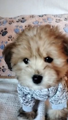 Mixed Breed dogs for sale: Orzo - Video 1