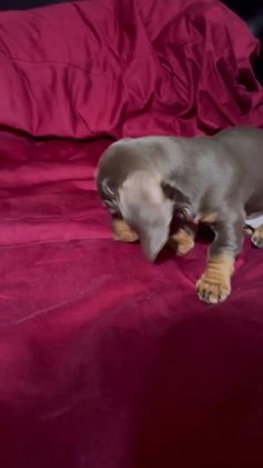 Dachshund dogs for sale: Dachshund Puppy 3 - Video 1