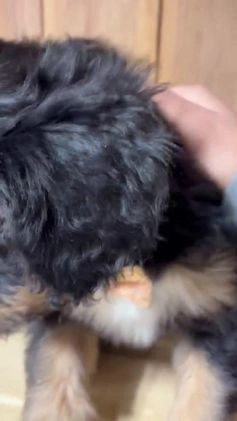 Mixed Breed dogs for sale: Lenny - Video 1