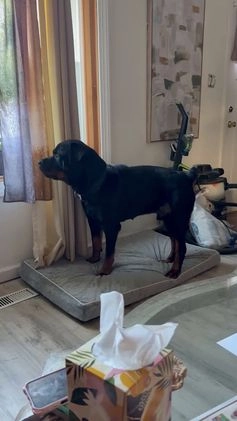 Rottweiler dogs for sale: Rottweiler Puppy 2 - Video 4