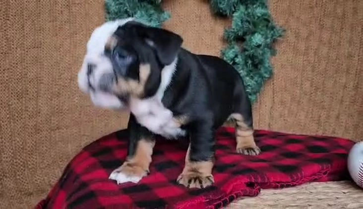 English Bulldog dogs for sale: Easton - Video 1