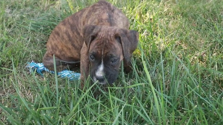 Boxer dogs for sale: Cole - Video 2