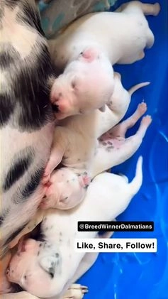 Dalmatian dogs for sale: Dalmatian Puppy Litter - Video 2