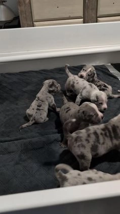 American Bully dogs for sale: XL American Bully female  - Video 1