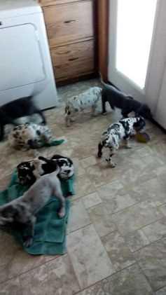 Great Dane dogs for sale: Karter - Video 1