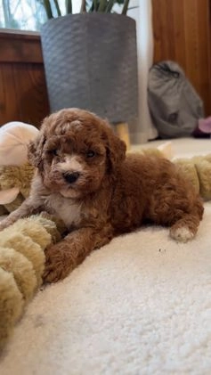 Miniature Poodle dogs for sale: Josie  - Video 5