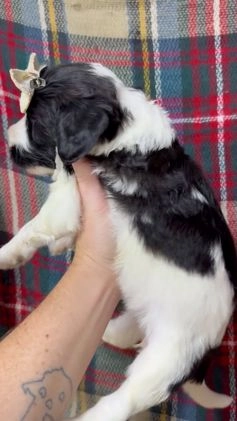 Mixed Breed dogs for sale: Bella - Video 1