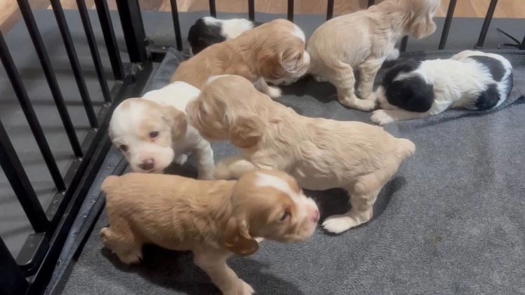 English Cocker Spaniel dogs for sale: English Cocker Spaniel Puppy 1 - Video 1