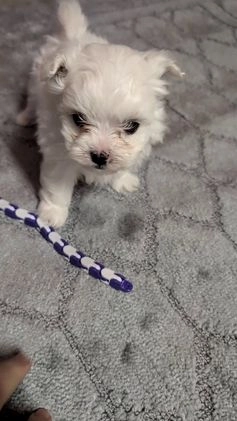 Maltese dogs for sale: King - Video 1