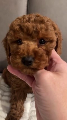Toy Poodle dogs for sale: Buddy - Video 1