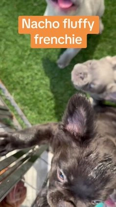 French Bulldog dogs for sale: Nacho - Video 1