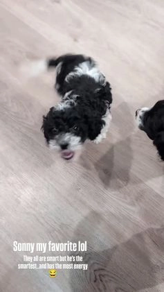 Cockapoo dogs for sale: Sonny (F2b) - Video 1
