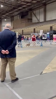 Shih Tzu dogs for sale: Shih Tzu Puppy 4 - Video 2