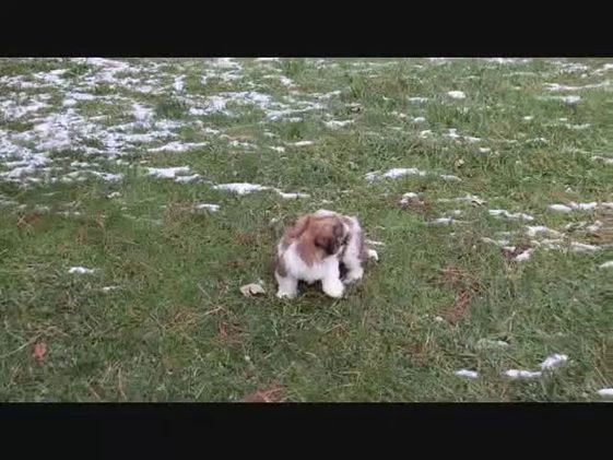 Teddy Bear dogs for sale: Lavern - Video 1