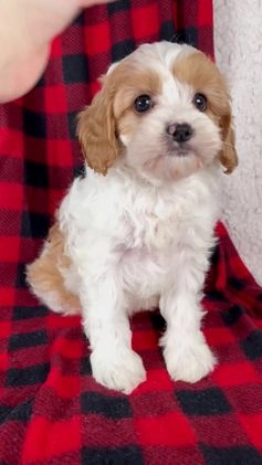 Cavapoo dogs for sale: Sadie - Video 1