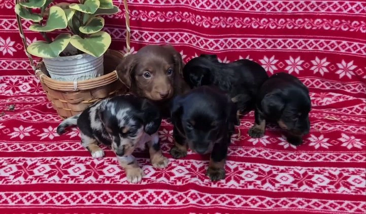 Miniature Dachshund dogs for sale: Abigail  - Video 1